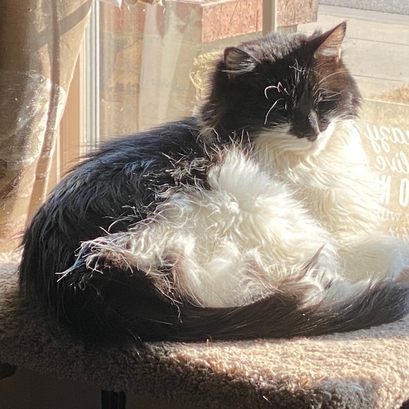 cat_snow